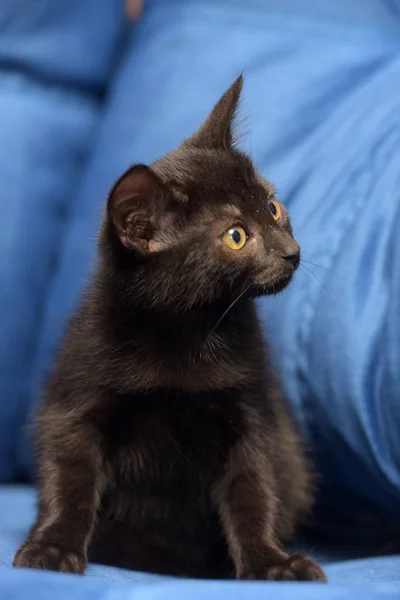 Black kitten on a blue background — Stock Photo, Image