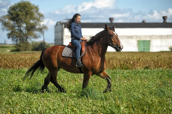 Girl in jeans rides a horse in a field in summer — Stock Photo, Image