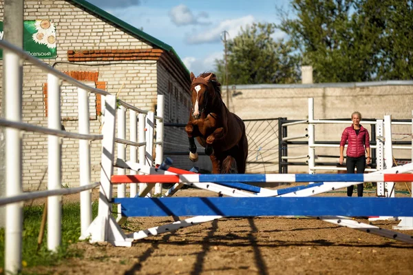 棕色的马在训练中跳过障碍 — 图库照片