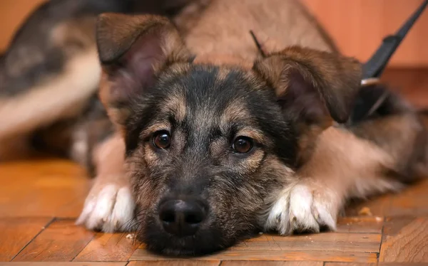 Pooch puppy ligt op de vloer — Stockfoto