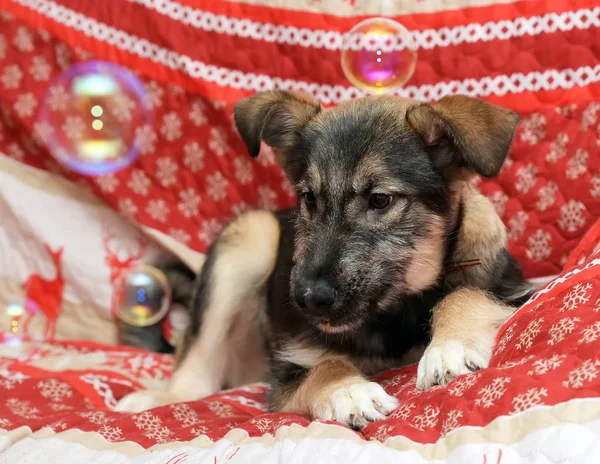 Mongrel puppy lies on a red bedspread — Stock Photo, Image