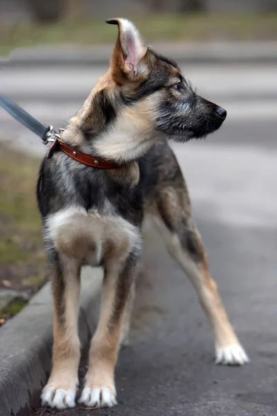 Mongrel puppy on a leash for a walk on the street — Stock Photo, Image