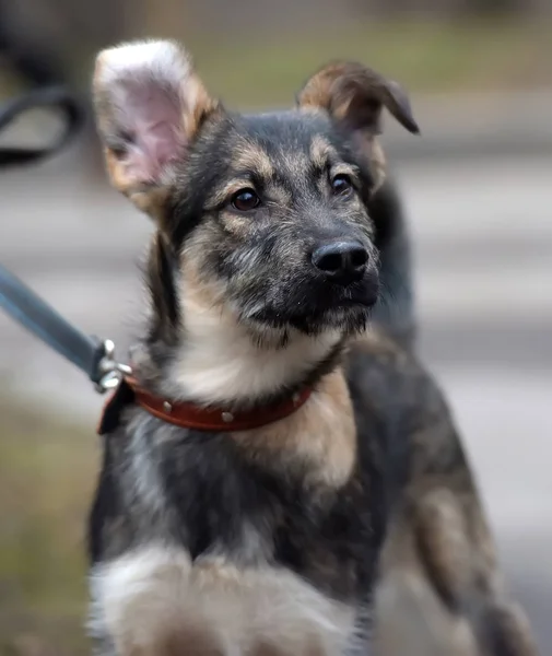 Bastaard puppy aan de lijn voor een wandeling op straat — Stockfoto