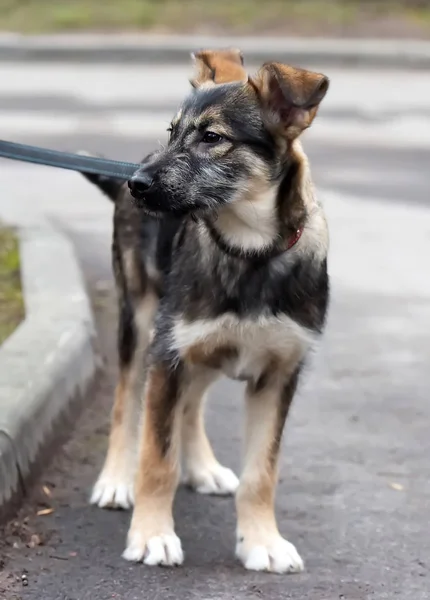 Mongrel puppy on a leash for a walk on the street — Stock Photo, Image