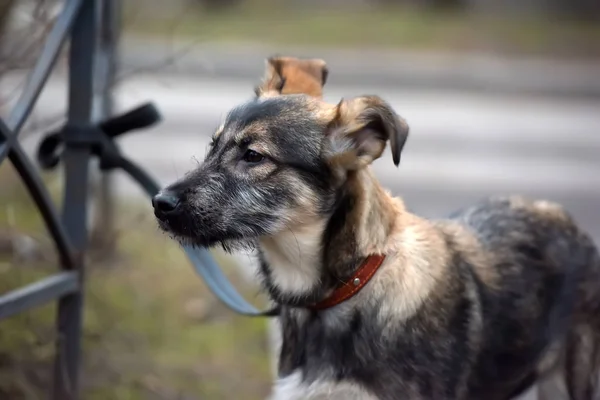 Cachorro mestizo con correa para dar un paseo por la calle — Foto de Stock