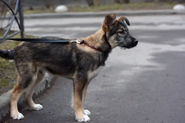 Anjing anjing anjing mongrel pada tali untuk berjalan-jalan di jalan — Stok Foto