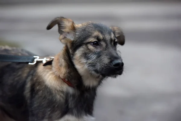 Mongrel puppy on a leash for a walk on the street — ストック写真