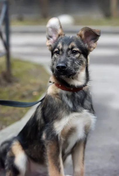 Bastaard puppy aan de lijn voor een wandeling op straat — Stockfoto