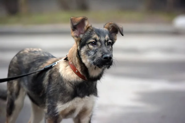 Cachorro mestizo con correa para dar un paseo por la calle — Foto de Stock