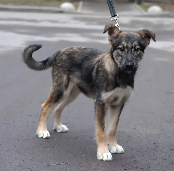 Mongrel cucciolo al guinzaglio per una passeggiata per strada — Foto Stock