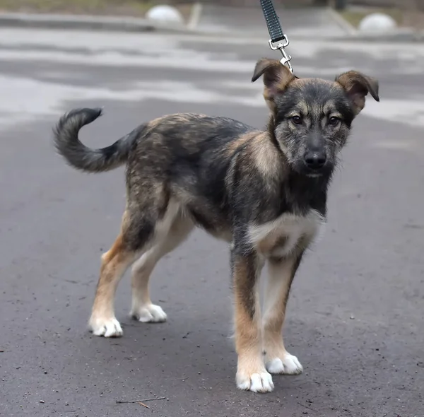 Cachorro rafeiro em uma coleira para um passeio na rua — Fotografia de Stock