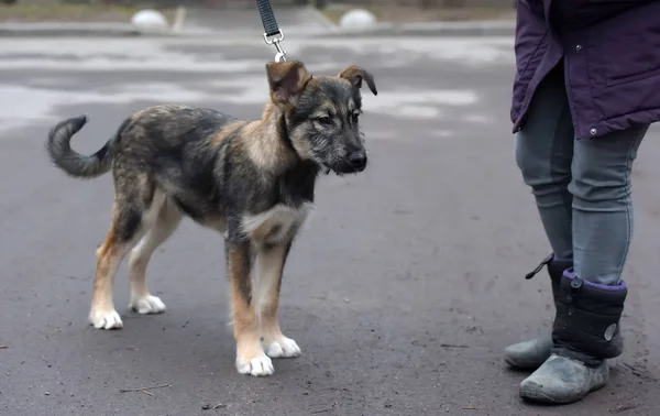 Voříšek štěně na vodítku na procházku po ulici — Stock fotografie