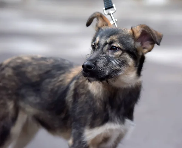 Bastaard puppy aan de lijn voor een wandeling op straat — Stockfoto