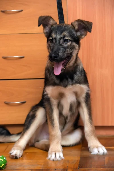 Cur cachorro sentado em casa em um chão de madeira — Fotografia de Stock