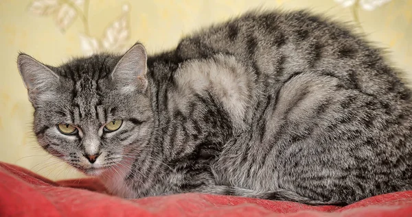 有条纹的灰猫 — 图库照片