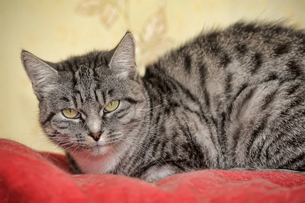 Gray cat with stripes — Stock Photo, Image