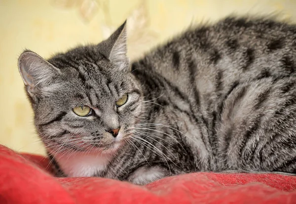 Grijze kat met strepen — Stockfoto