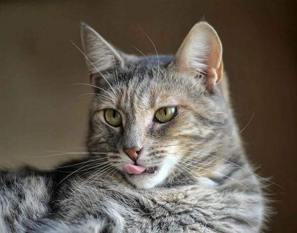 Grå katt med ränder — Stockfoto