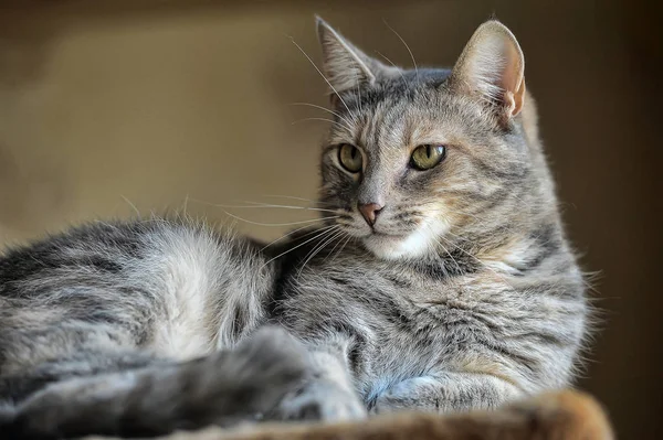 Gatto grigio con strisce — Foto Stock