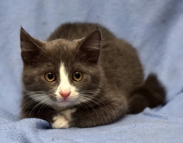 Negro y blanco gatito en un azul —  Fotos de Stock