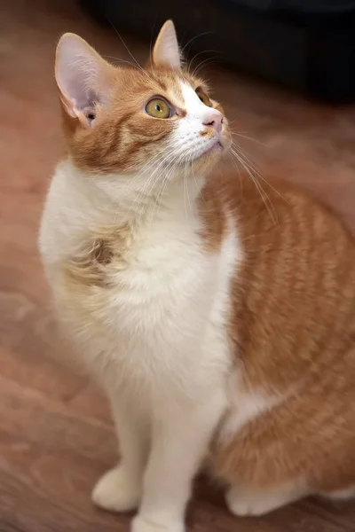 Red-and-white with a young cat sitting — Stockfoto