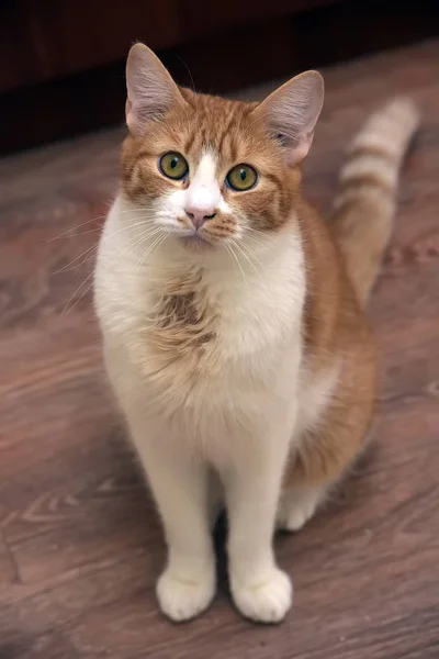 Red-and-white with a young cat sitting — Stockfoto