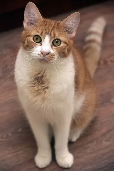 Rosso-e-bianco con un giovane gatto seduto — Foto Stock