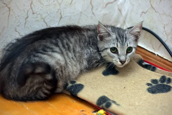 Gatinho triste. .. Jovem gato doméstico . — Fotografia de Stock