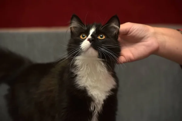 Gato preto e branco está acariciando — Fotografia de Stock