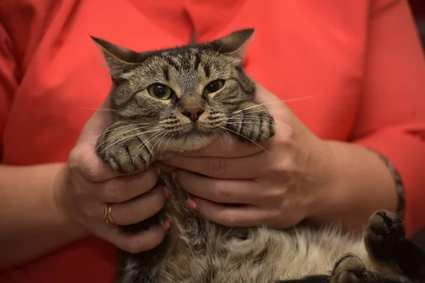 Tabby Cat em mãos — Fotografia de Stock