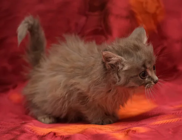 Fluffy little gray kitten on a red background — Stock Photo, Image