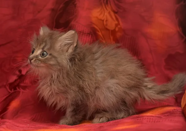 Fluffy little gray kitten on a red background — Stock Photo, Image