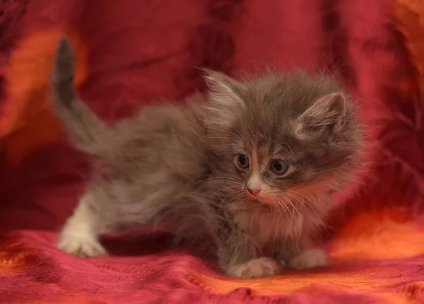 Fluffy little gray kitten on a red background — Stock Photo, Image