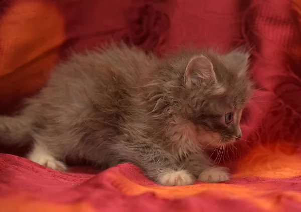 Пухнаста маленька сіра кошеня на червоному тлі — стокове фото