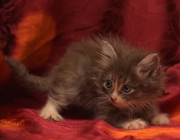 Puszysty mały szary kotek na czerwonym tle — Zdjęcie stockowe