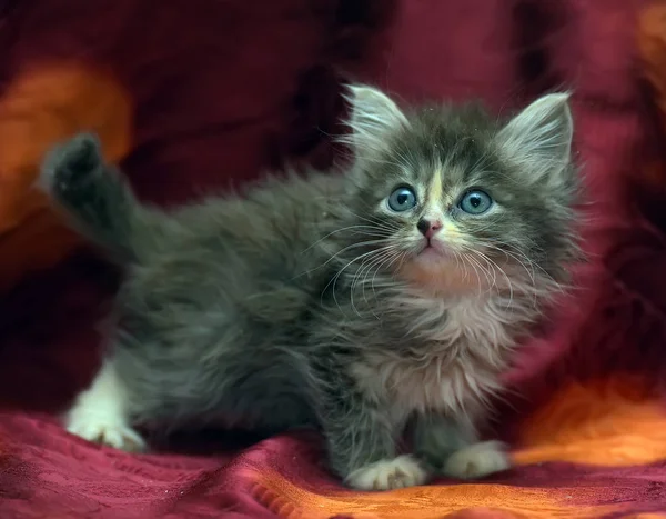 Pequeño gatito gris esponjoso sobre un fondo rojo — Foto de Stock