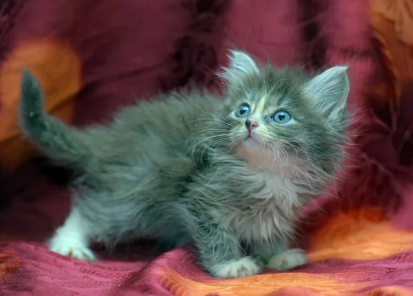 Fofo pequeno gatinho cinza em um fundo vermelho — Fotografia de Stock