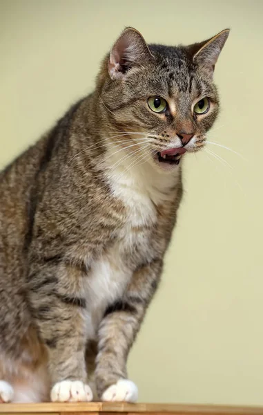 Listrado com gato branco — Fotografia de Stock