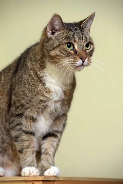 A strisce con gatto bianco — Foto Stock