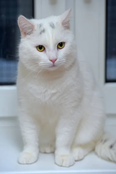 Gatto bianco su un davanzale della finestra — Foto Stock