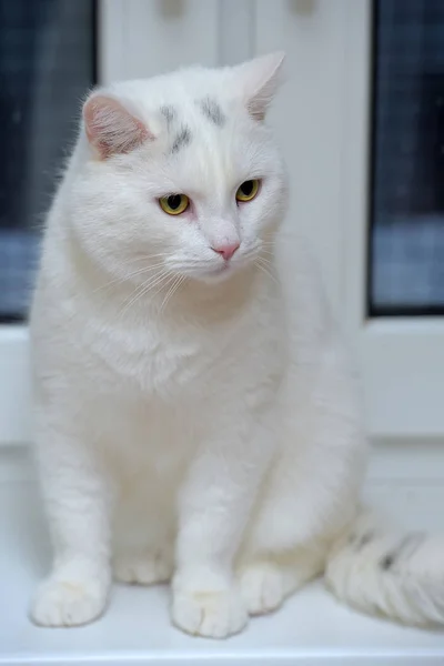 Pencere kenarındaki beyaz kedi — Stok fotoğraf
