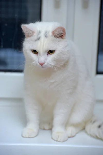 Bílá kočka na parapetu — Stock fotografie