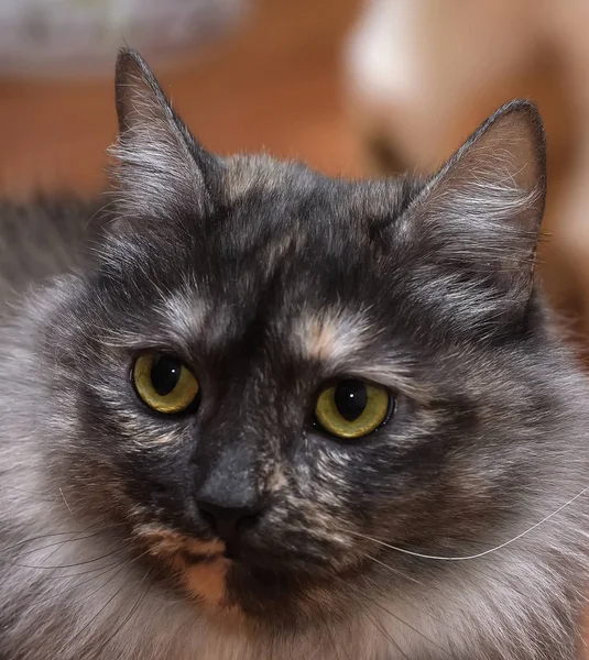 Hermoso gris esponjoso gato es sentado — Foto de Stock