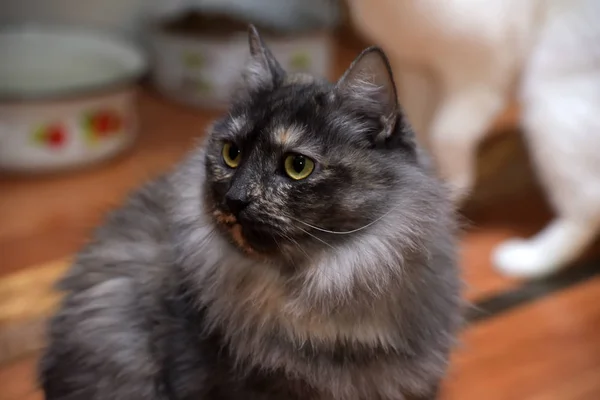 Beautiful gray fluffy cat is sitting — 스톡 사진