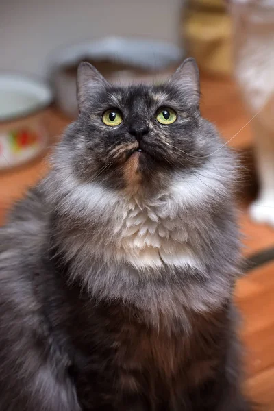 Hermoso gris esponjoso gato es sentado — Foto de Stock