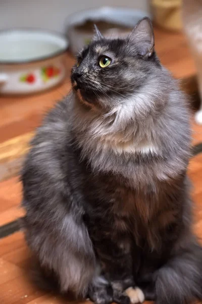 Schöne graue flauschige Katze sitzt — Stockfoto