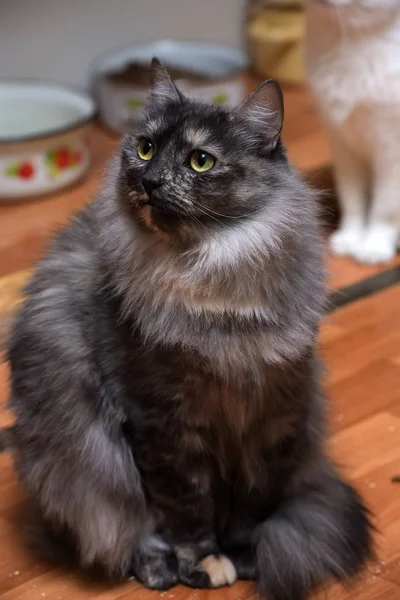 Güzel gri tüylü kedi oturuyor — Stok fotoğraf