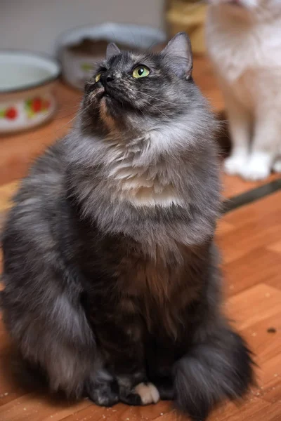 Hermoso gris esponjoso gato es sentado — Foto de Stock