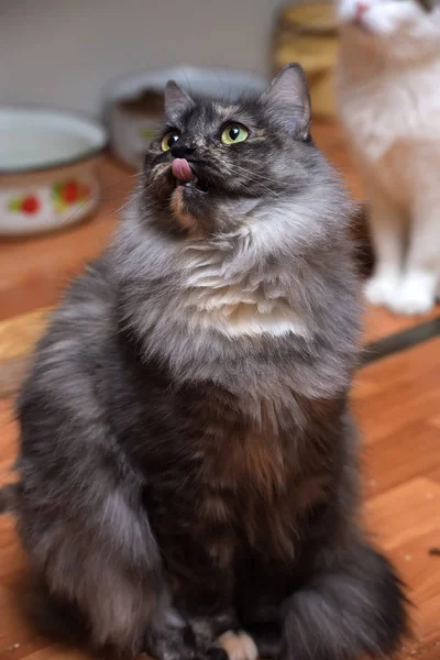 Красивый серый пушистый кот сидит — стоковое фото
