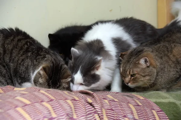 Gatos en un refugio de animales — Foto de Stock
